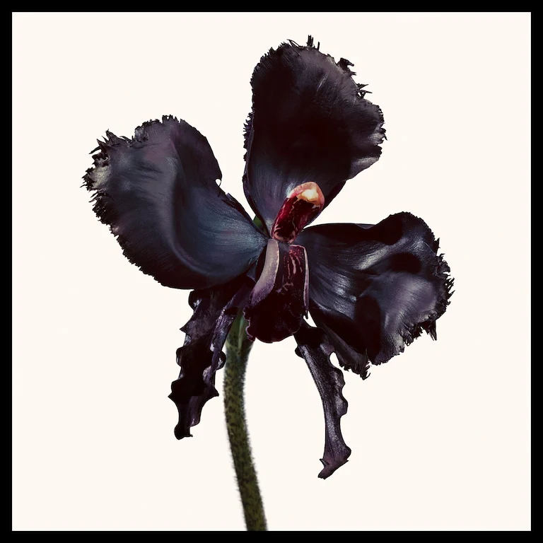 Black Orchid Reserve Parfum - Image 2