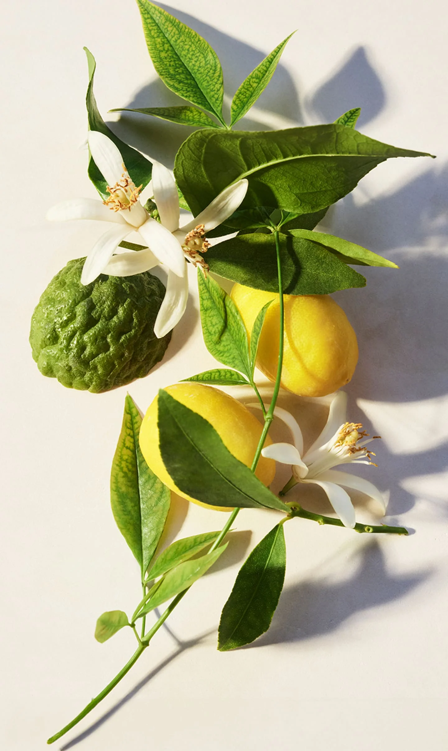 Eau Parfumée Thé Vert Eau De Toilette - Image 3