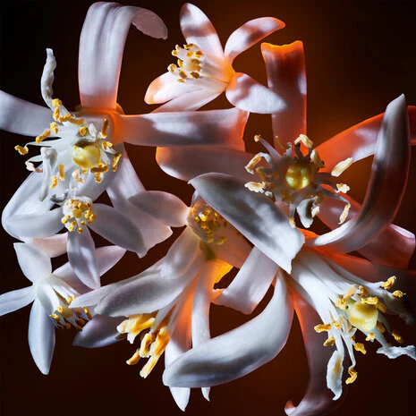 Libre Flowers And Flames - Image 3