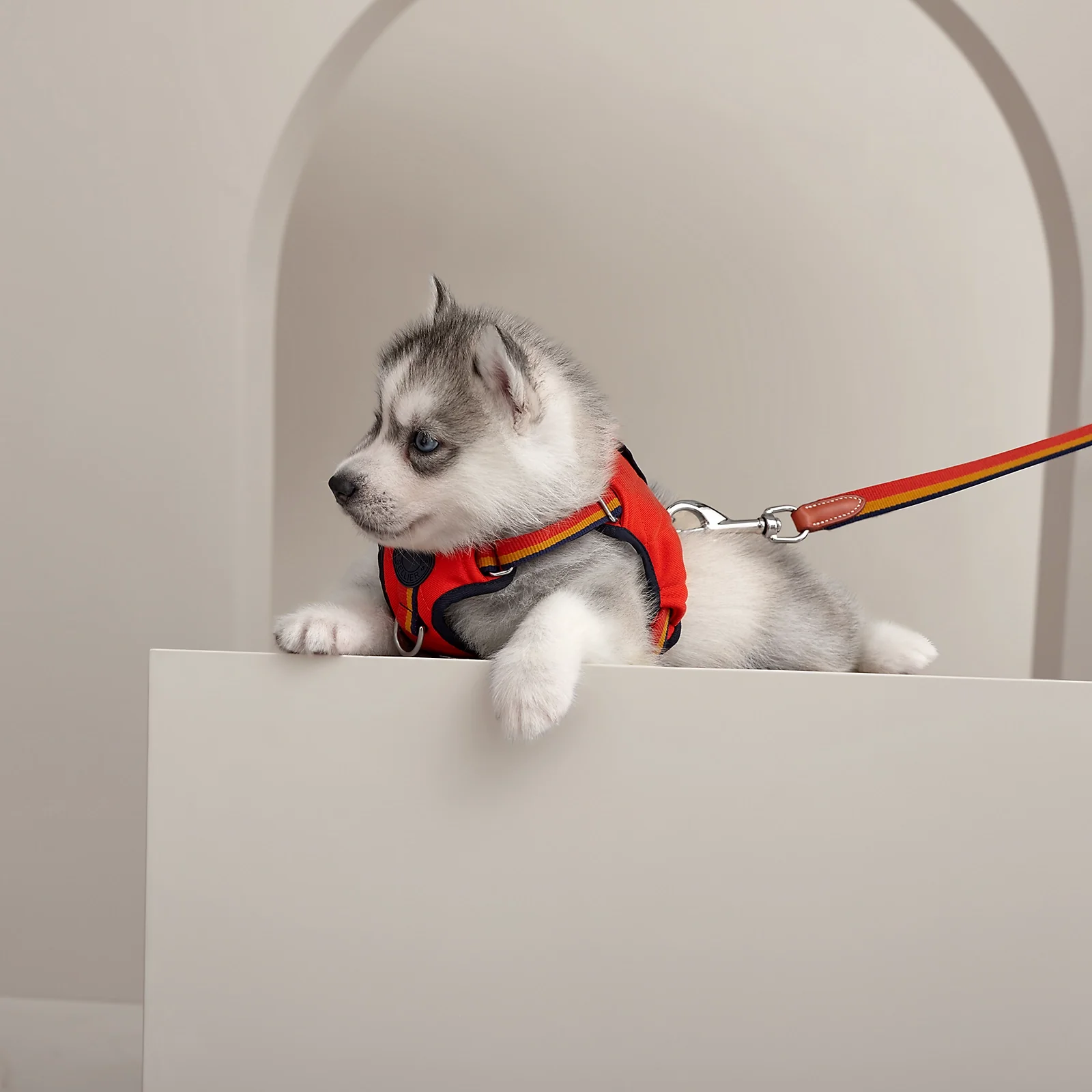 Rocabar Slim Dog Leash - Image 3