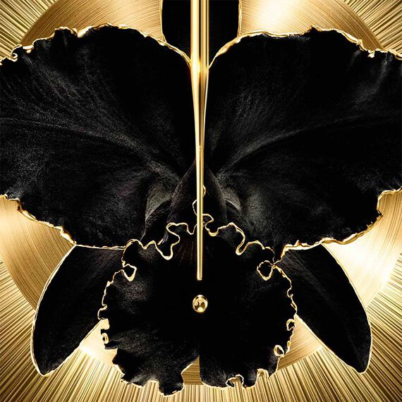 Orchidée Impériale Black The Cream - Image 2
